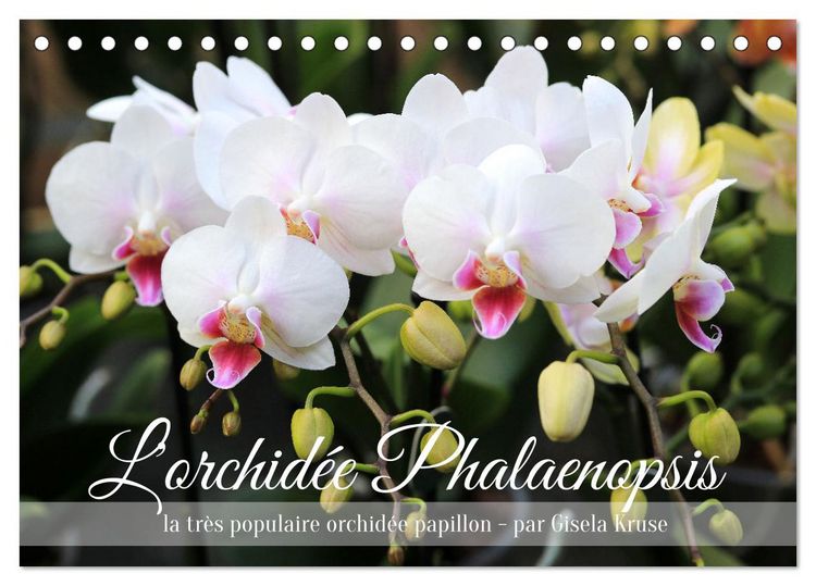 Produktbild: L'orchid&eacute;e Phalaenopsis (Calendrier de bureau 2026 DIN A5 vertical), CALVENDO calendrier mensuel