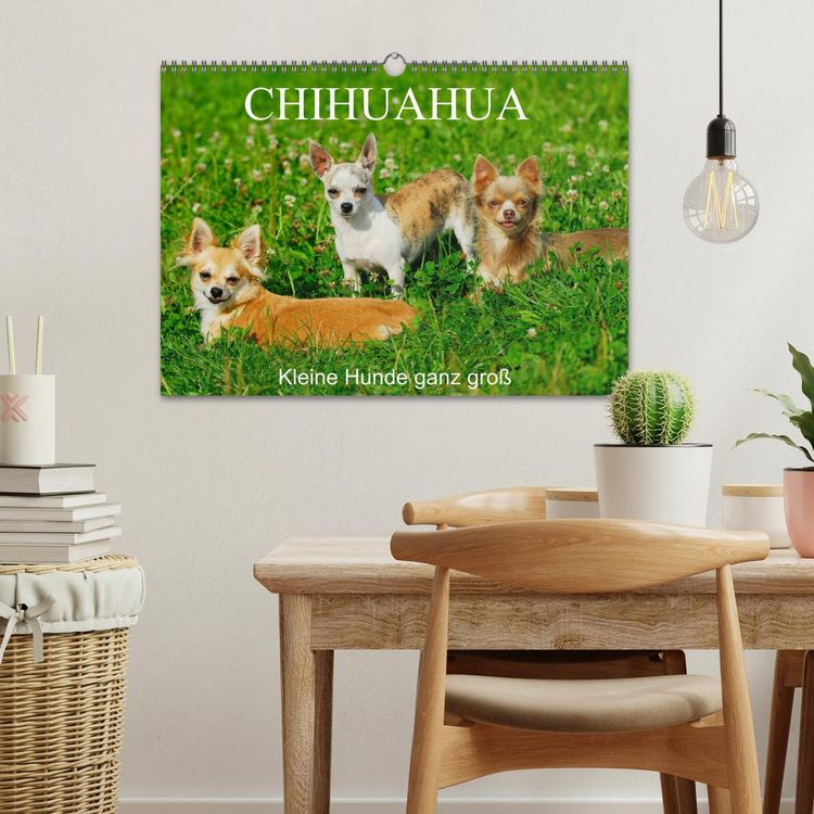 Produktbild: Chihuahua - Kleine Hunde ganz gro&szlig; (Wandkalender 2026 DIN A3 quer), CALVENDO Monatskalender