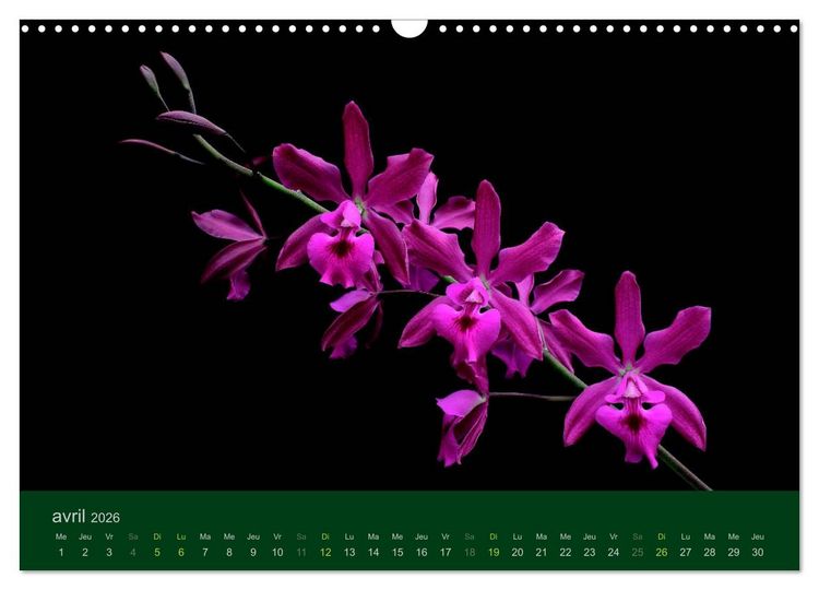 Produktbild: Les Orchid&eacute;es (Calendrier mural 2026 DIN A3 vertical), CALVENDO calendrier mensuel