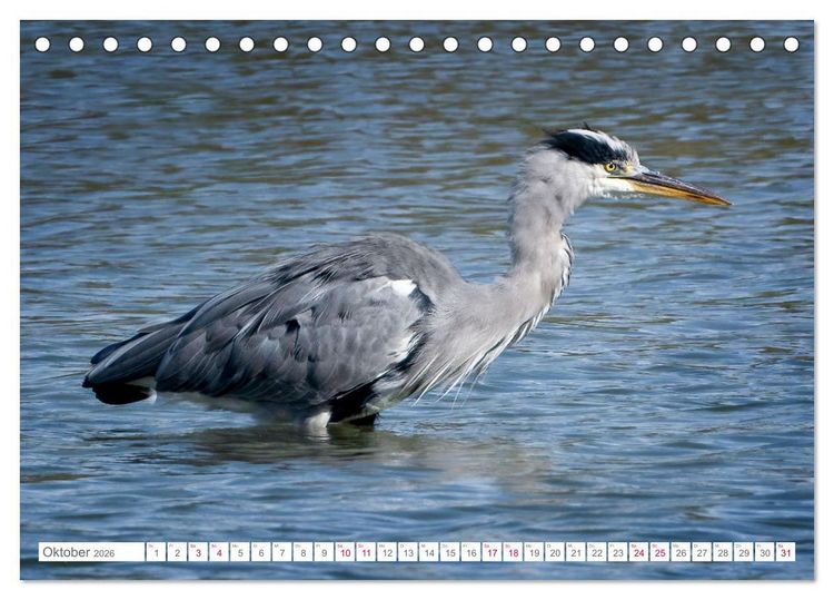 Produktbild: Vogelwelt am Bodensee 2026 (Tischkalender 2026 DIN A5 quer), CALVENDO Monatskalender