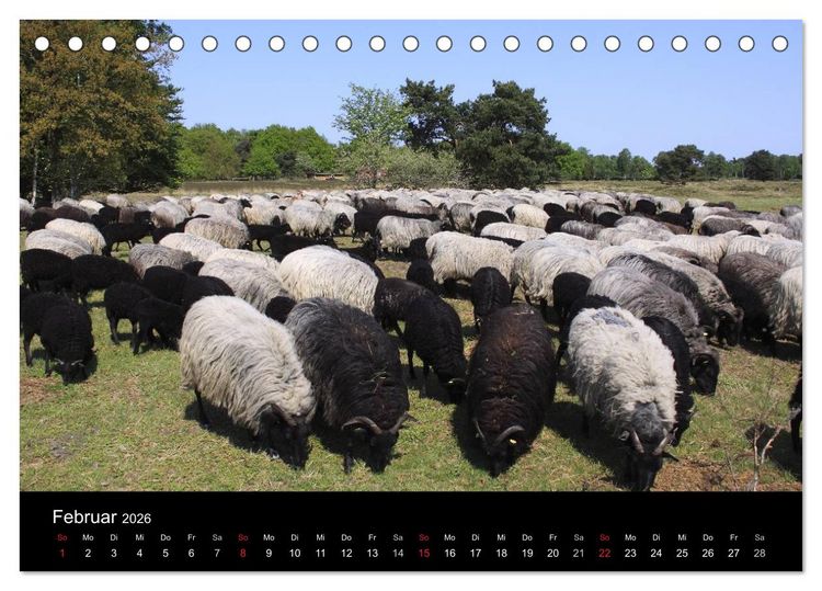 Produktbild: L&uuml;neburg und die L&uuml;neburger Heide (Tischkalender 2026 DIN A5 quer), CALVENDO Monatskalender