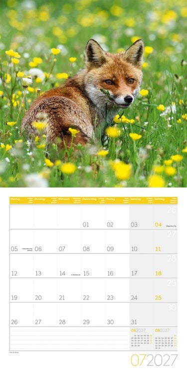 Produktbild: F&uuml;chse Kalender 2027 - 30x30 - Art12