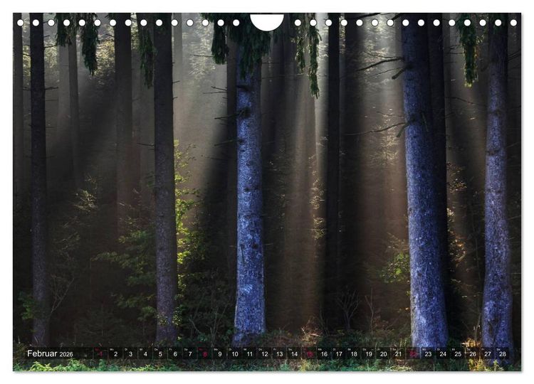 Produktbild: Erleuchtung im Wald (Wandkalender 2026 DIN A4 quer), CALVENDO Monatskalender