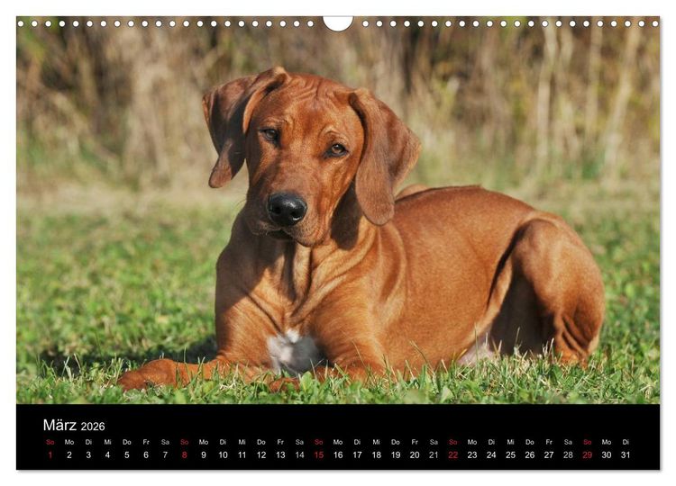 Produktbild: Rhodesian Ridgeback 2026 (Wandkalender 2026 DIN A3 quer), CALVENDO Monatskalender