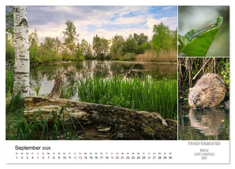 Produktbild: Schwabens Riede und Moore (Wandkalender 2026 DIN A2 quer), CALVENDO Monatskalender