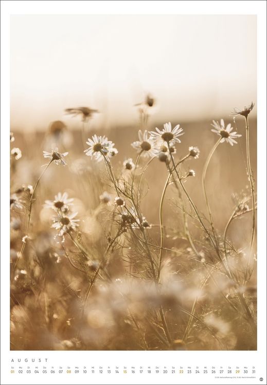 Produktbild: Mareike B&ouml;hmer: pure & simple Kalender 2027