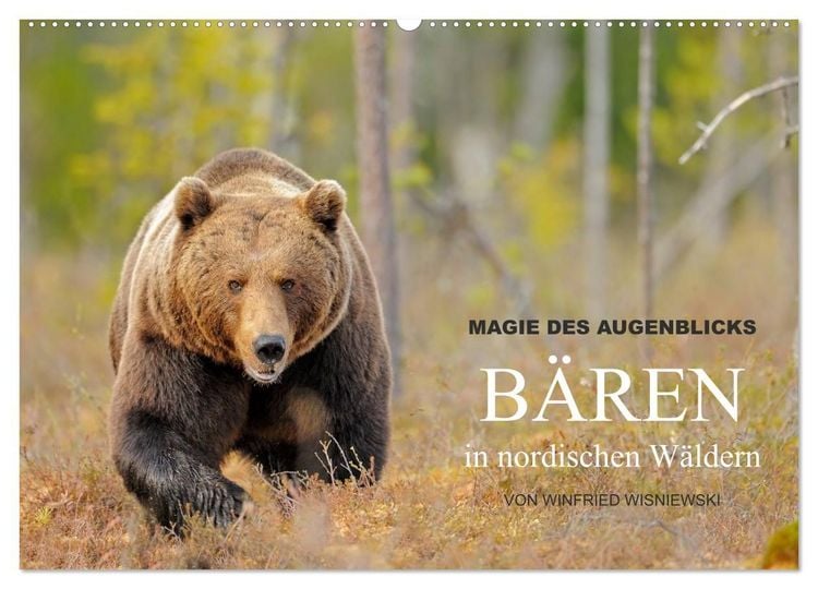 Produktbild: Magie des Augenblicks - B&auml;ren in nordischen W&auml;ldern (Wandkalender 2027 DIN A2 quer), CALVENDO Monatskalender