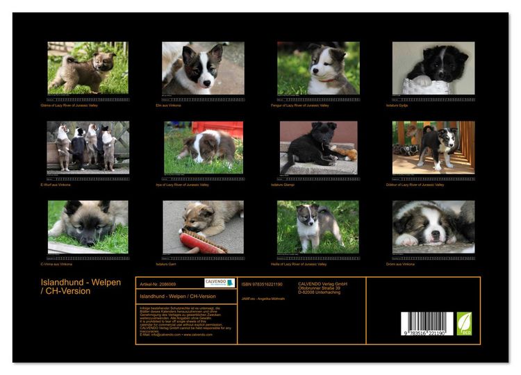 Produktbild: Islandhund - Welpen / CH-Version (hochwertiger Premium Wandkalender 2026 DIN A2 quer), Kunstdruck in Hochglanz
