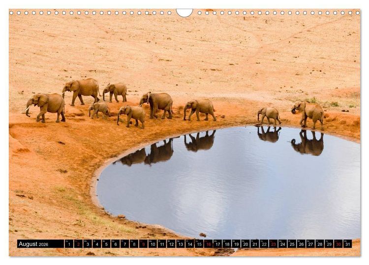 Produktbild: Magie des Augenblicks - Elefanten - Afrikas sanfte Riesen (Wandkalender 2026 DIN A3 quer), CALVENDO Monatskalender