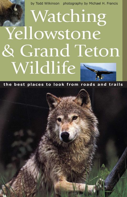 Produktbild: Watching Yellowstone & Grand Teton Wildlife