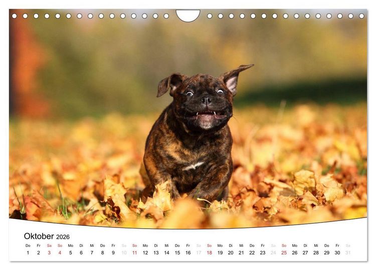 Produktbild: Welpen - Puppies (Wandkalender 2026 DIN A4 quer), CALVENDO Monatskalender
