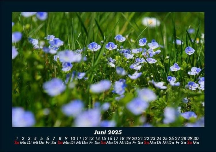 Produktbild: Blumentr&auml;ume 2025 Fotokalender DIN A5