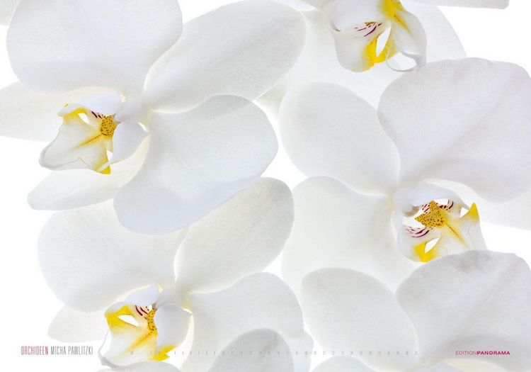 Produktbild: Pawlitzki, M: Orchideen/immerw&auml;hrend