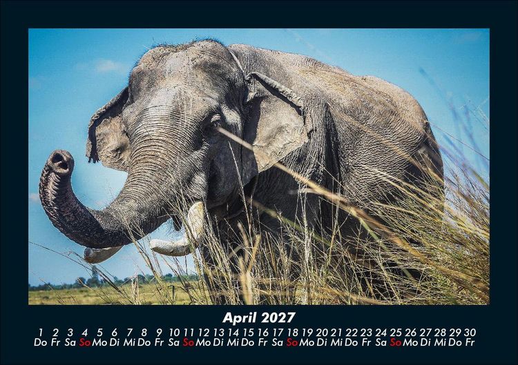 Produktbild: Tierkalender 2027 Fotokalender DIN A5