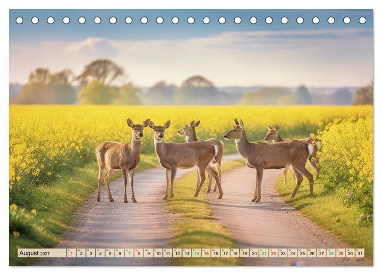 Produktbild: Zwischen den Feldern (Tischkalender 2027 DIN A5 quer), CALVENDO Monatskalender