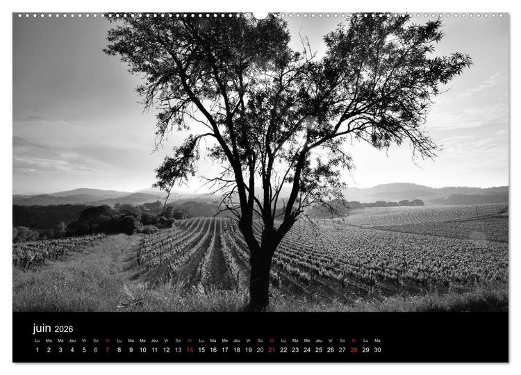 Produktbild: VIGNES DU SUD terroirs d'AOC (Calendrier mural 2026 DIN A2 vertical) calendrier de bureau