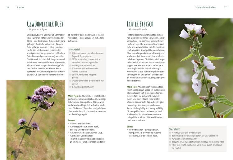 Produktbild: Heimische Pflanzen für den Garten