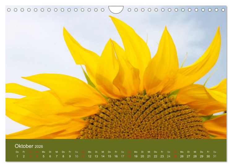Produktbild: Sonnenblumen - die Blumen der Lebensfreude (Wandkalender 2026 DIN A4 quer), CALVENDO Monatskalender