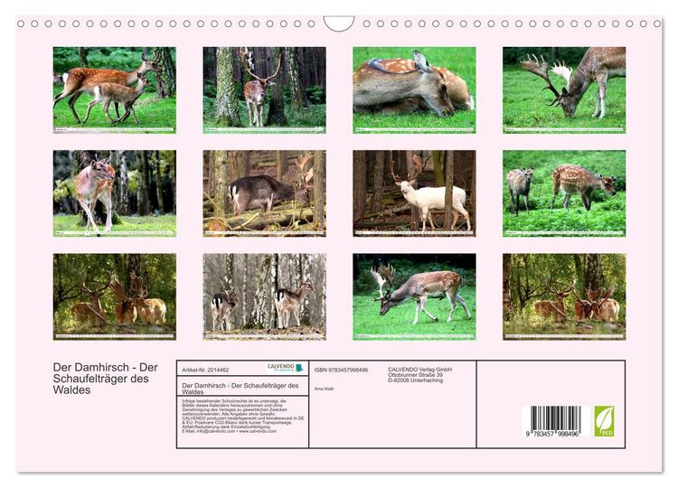 Produktbild: Der Damhirsch - Der Schaufeltr&auml;ger des Waldes (Wandkalender 2026 DIN A3 quer), CALVENDO Monatskalender