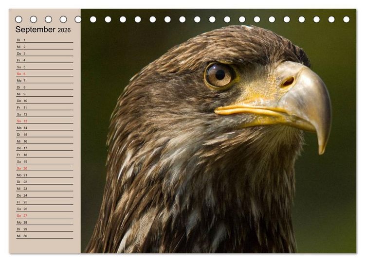 Produktbild: Der Steinadler. Majest&auml;tischer Greifvogel (Tischkalender 2026 DIN A5 quer), CALVENDO Monatskalender