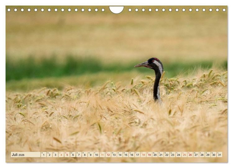 Produktbild: Unsere Vogelvielfalt: Ein Schatz zum Entdecken und Sch&uuml;tzen (Wandkalender 2026 DIN A4 quer), CALVENDO Monatskalender