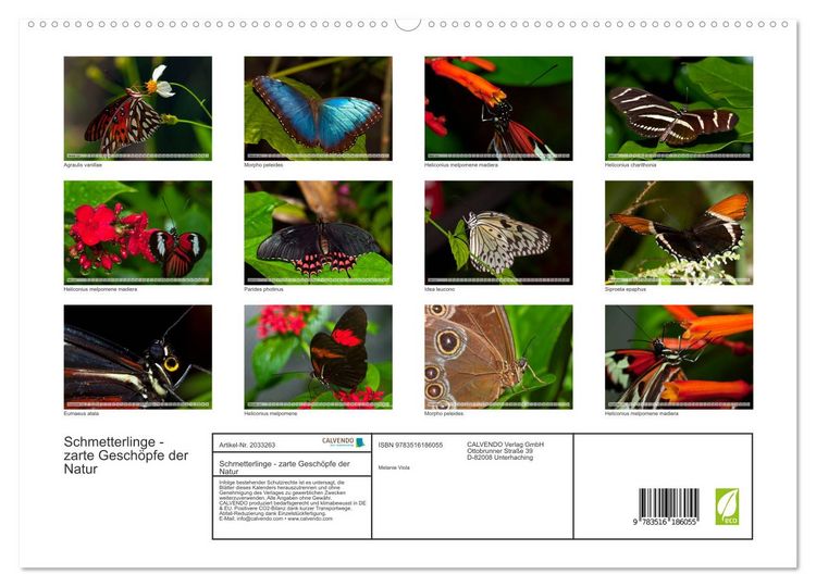 Produktbild: Schmetterlinge - zarte Gesch&ouml;pfe der Natur (hochwertiger Premium Wandkalender 2026 DIN A2 quer), Kunstdruck in Hochglanz
