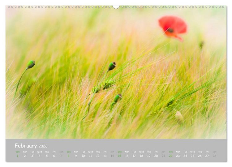Produktbild: Poppy Love (High Quality Premium Wall Calendar 2026 DIN A2 landscape),CALVENDO 12 Month Wall Calendar
