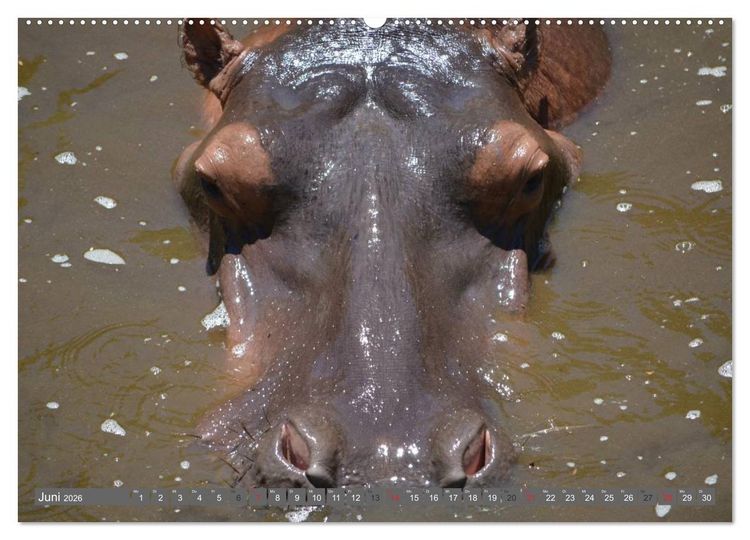 Produktbild: Nash&ouml;rner & Flusspferde (hochwertiger Premium Wandkalender 2026 DIN A2 quer), Kunstdruck in Hochglanz