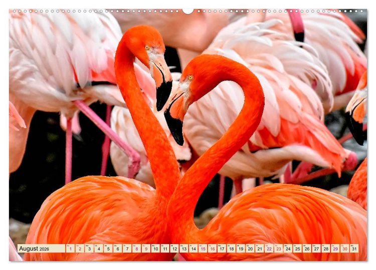 Produktbild: Flamingos - elegante Sch&ouml;nheiten (Wandkalender 2026 DIN A2 quer), CALVENDO Monatskalender