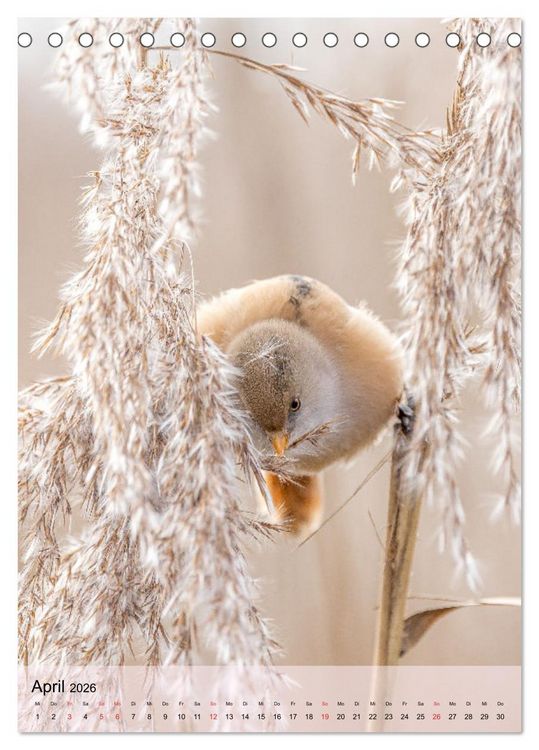 Produktbild: Vogelwelt der Schweiz (Tischkalender 2026 DIN A5 hoch), CALVENDO Monatskalender