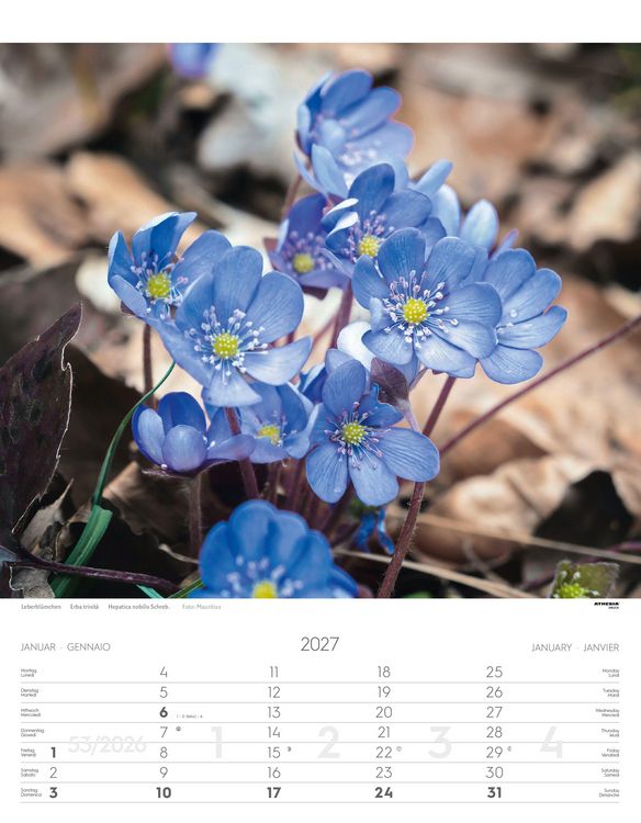 Produktbild: Alpenblumen Kalender 2027