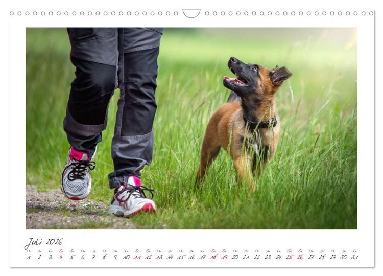 Produktbild: Traumhund Malinois (Wandkalender 2026 DIN A3 quer), CALVENDO Monatskalender