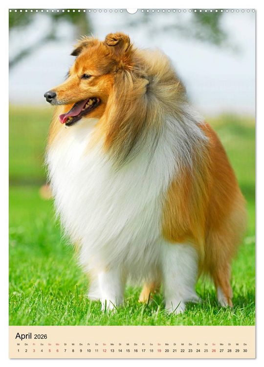 Produktbild: Sheltie - Wirbelwind auf 4 Pfoten (Wandkalender 2026 DIN A2 hoch), CALVENDO Monatskalender