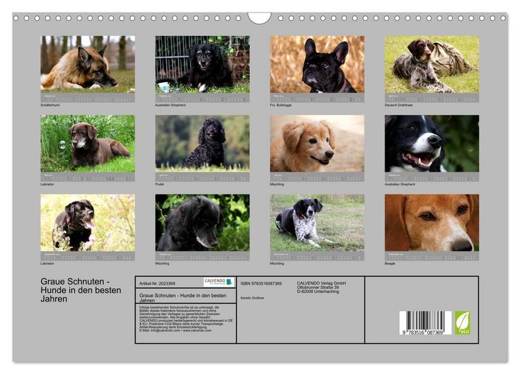 Produktbild: Graue Schnuten - Hunde in den besten Jahren (Wandkalender 2026 DIN A3 quer), CALVENDO Monatskalender