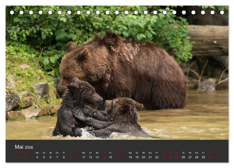 Produktbild: Die grossen B&auml;rentatzen (Tischkalender 2026 DIN A5 quer), CALVENDO Monatskalender