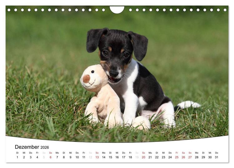 Produktbild: Welpen - Puppies (Wandkalender 2026 DIN A4 quer), CALVENDO Monatskalender