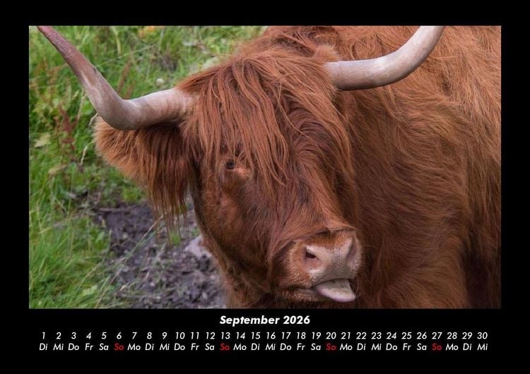 Produktbild: Kuhkalender 2026 Fotokalender DIN A3