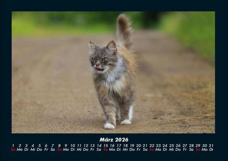 Produktbild: F&uuml;r Katzenfreunde 2026 Fotokalender DIN A4