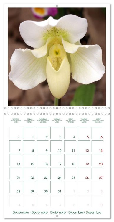 Produktbild: Orchid&eacute;es fantastiques (Calendrier mural carr&eacute; 2026 30x30 cm) Calendrier double avec une page pour vos prises de notes