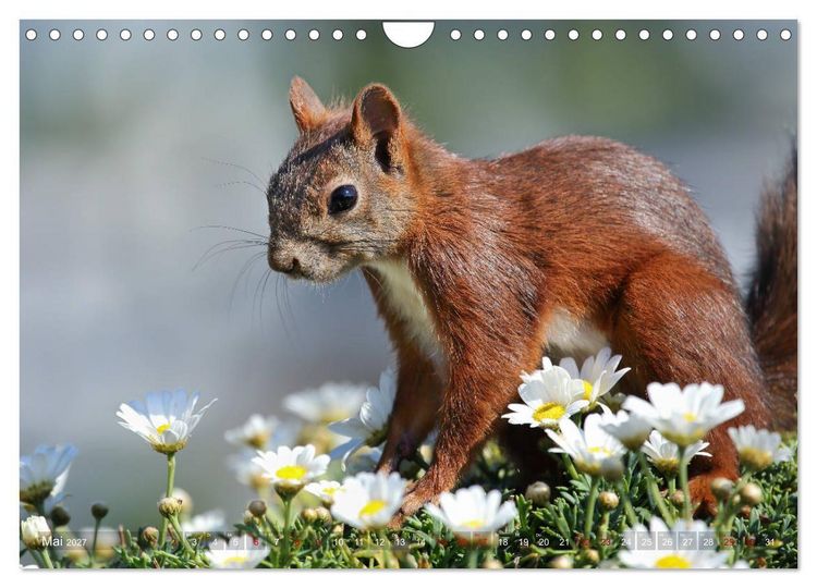 Produktbild: Eichh&ouml;rnchen Momentaufnahmen f&uuml;rs Herz (Wandkalender 2027 DIN A4 quer), CALVENDO Monatskalender