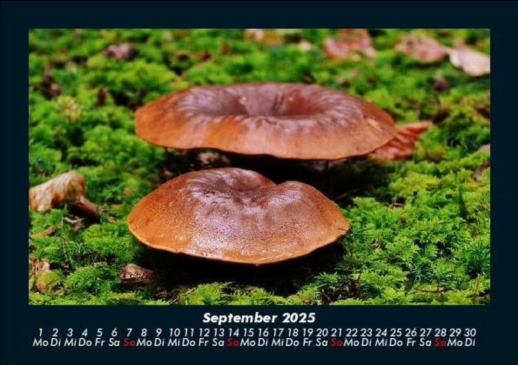 Produktbild: Waldzauber 2025 Fotokalender DIN A5