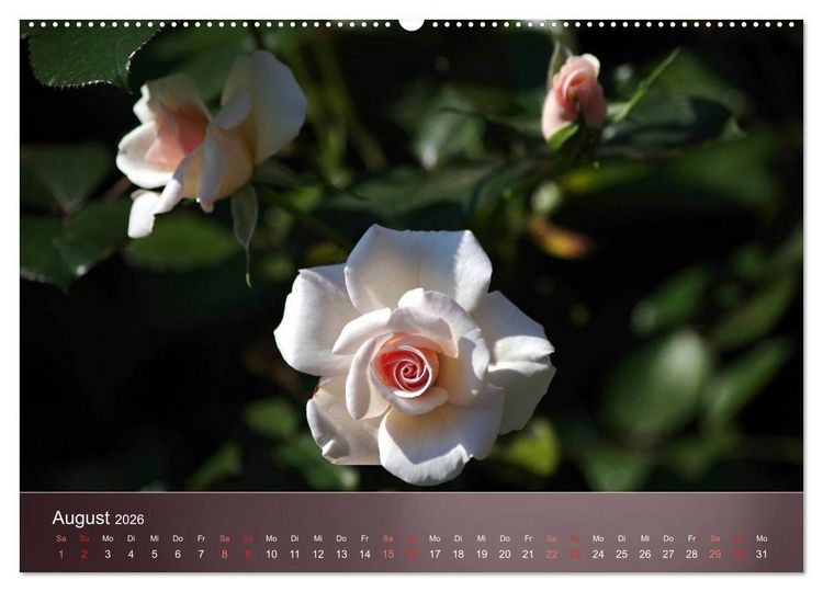 Produktbild: Zarte Sch&ouml;nheiten - Rosen (hochwertiger Premium Wandkalender 2026 DIN A2 quer), Kunstdruck in Hochglanz