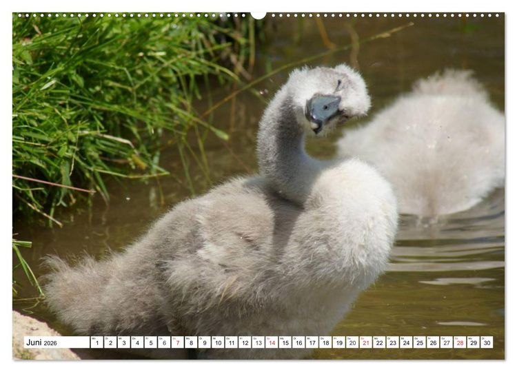 Produktbild: Elegante Schw&auml;ne (hochwertiger Premium Wandkalender 2026 DIN A2 quer), Kunstdruck in Hochglanz