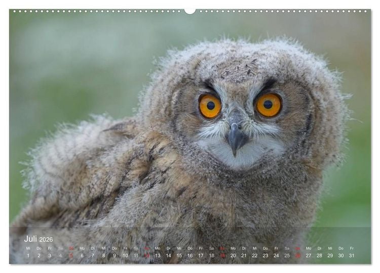 Produktbild: Eulen-Kalender (Wandkalender 2026 DIN A2 quer), CALVENDO Monatskalender