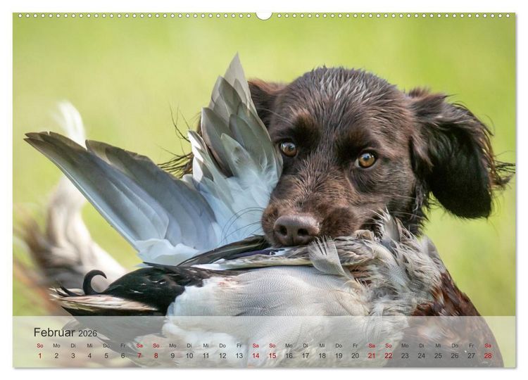 Produktbild: Treue Jagdgef&auml;hrten Der kleine M&uuml;nsterl&auml;nder (hochwertiger Premium Wandkalender 2026 DIN A2 quer), Kunstdruck in Hochglanz