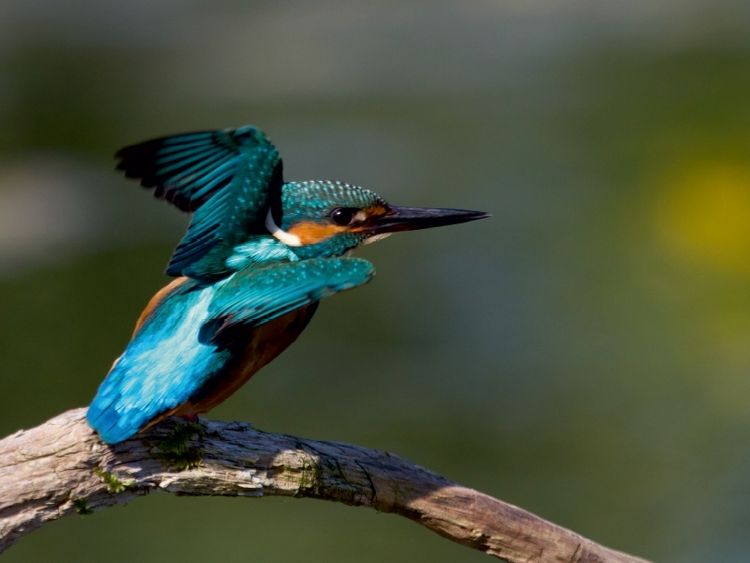 Produktbild: CALVENDO Puzzle Eisvogel - Alcedo atthis | 1000 Teile Lege-Gr&ouml;&szlig;e 64x48cm Foto-Puzzle f&uuml;r gl&uuml;ckliche Stunden