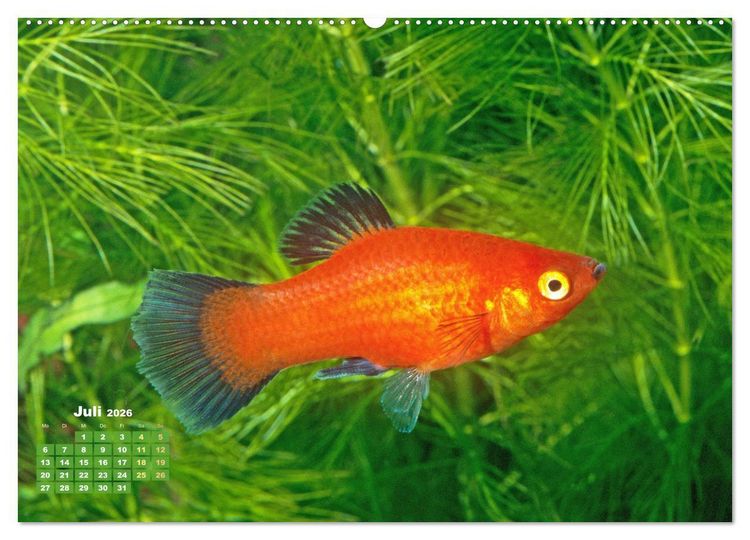 Produktbild: Glanz im Aquarium: S&uuml;&szlig;wasserfische (hochwertiger Premium Wandkalender 2026 DIN A2 quer), Kunstdruck in Hochglanz