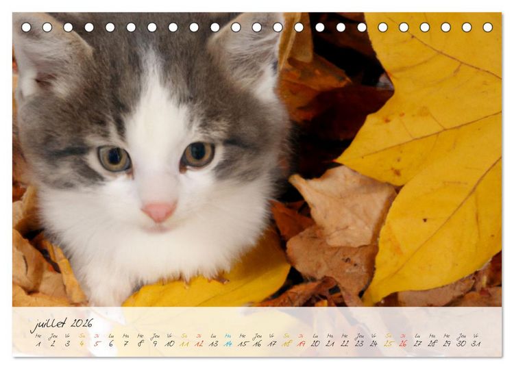 Produktbild: Chatons trop mignons (Calendrier de bureau 2026 DIN A5 vertical), CALVENDO calendrier mensuel