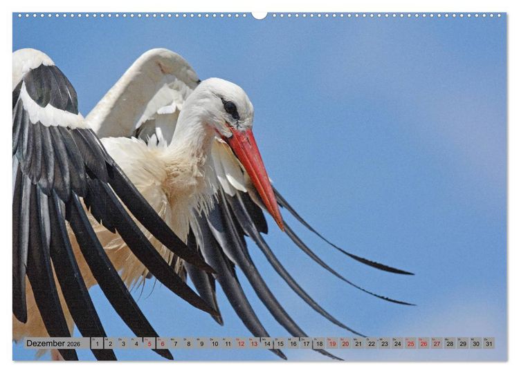 Produktbild: Zu Gast bei Familie Storch (Wandkalender 2026 DIN A2 quer), CALVENDO Monatskalender