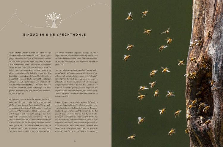 Produktbild: Honigbienen - Geheimnisvolle Waldbewohner